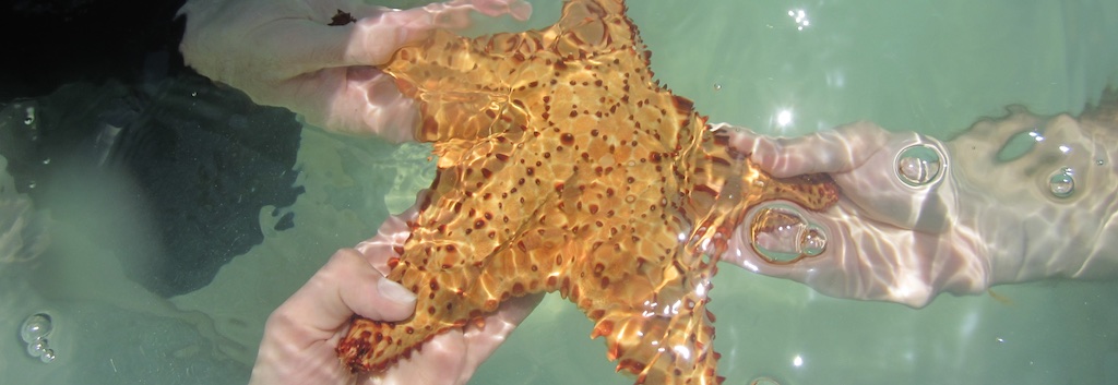 Three hands holding a sea star